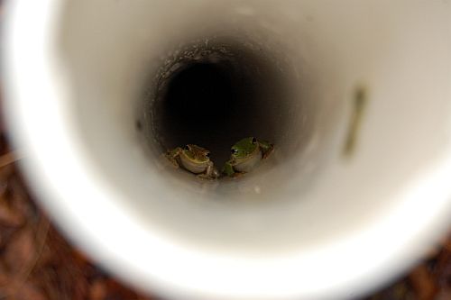 Tree Frogs in Tube
